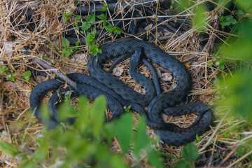 Several black grass snakes in their natural habitat. Wildlife, reptiles, fauna, natural habitat. Group of dark snakes, probably black morphs. Wildlife. Photo background. Nature and pollution