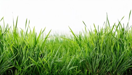 Fototapeta premium green fresh grass meadow isolated on white backgound