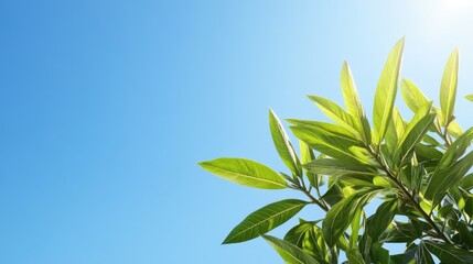 Green leaves against blue sky