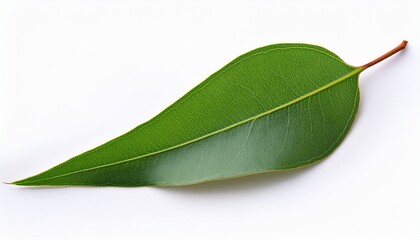Fototapeta premium eucalyptus leaf isolated on white or white background