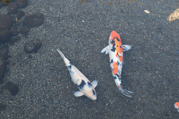 Koi fish swimming gracefully in the pond