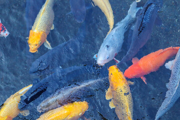 Koi fish swimming gracefully in the pond