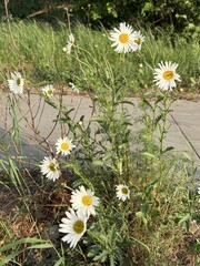 daisies in the grass