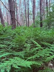 green forest in the morning