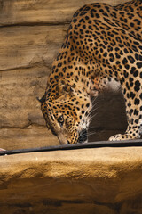 A leopard with its distinctive spotted coat is captured leaning down