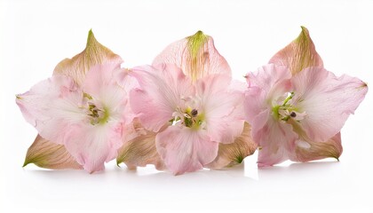 Fototapeta premium light pink delphinium isolated on white background