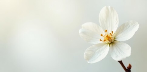 Delicate white vanilla blossom, pristine white backdrop , studio shot, macro