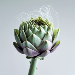 Fototapeta premium Artichoke blooming indoors showcasing intricate layers and textures in soft natural light during midday