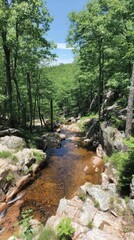 Obraz premium Tranquil forest stream flowing over rocks in summer sunlight scenic woodland landscape nature photography