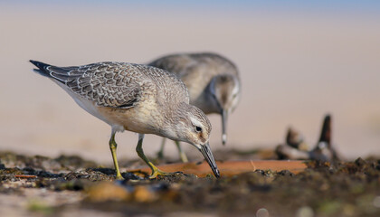 Red Knot - on the autumn migration way at a seashore