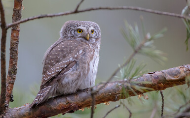 Eurasian Pigmy Owl in a fir grove in spring 