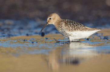 Dunlin - at a seashore on the autumn migration way