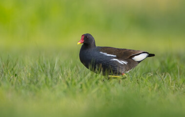 The common moorhen - adult bird in spring