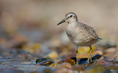 Red Knot - on the autumn migration way at a seashore