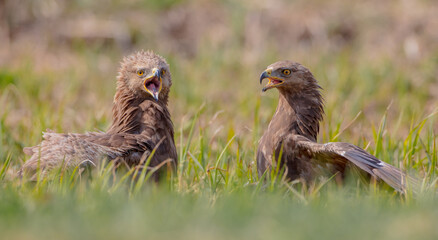 Lesser spotted eagle - pair of birds in spring