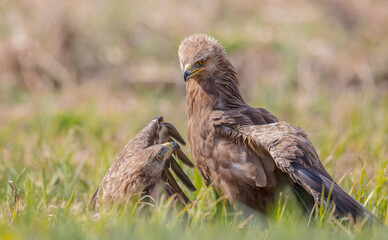 Lesser spotted eagle - pair of birds in spring