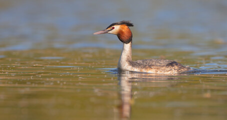 Great Crested Grebe in spring
