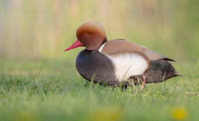 Red-crested pochard - male bird at a small pond in spring