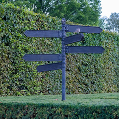 Empty signpost in green park hedge with bird