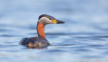 Red-necked grebe at the small lake in spring