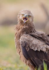 Obraz premium Lesser spotted eagle - female in spring
