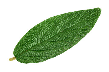 viburnum rhytidophyllum green leaf isolated on white background. Srub or bush for gargen decoration. Top view. Flat lay