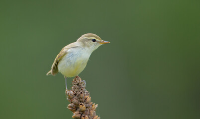 The greenish warbler - male bird in spring