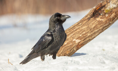 Common Raven - in winter at a wet forest