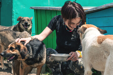 Dog at the shelter. Animal shelter volunteer takes care of dogs.