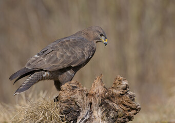 Common Buzzard in spring at a wet forest