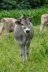 A cow in the green pasture. Tudanca race veal