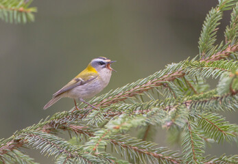 Common Firecrest - male bird at a wet  forest in spring