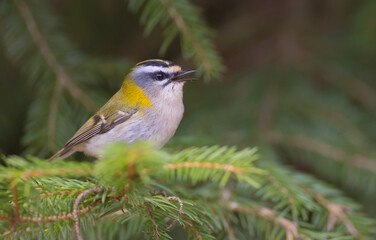 Common Firecrest - male bird at a wet  forest in spring
