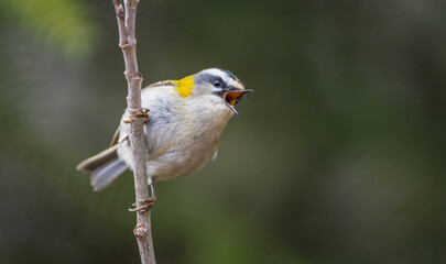 Fototapeta premium Common Firecrest - male bird at a wet forest in spring