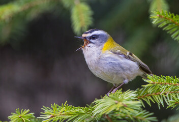 Common Firecrest - male bird at a wet  forest in spring