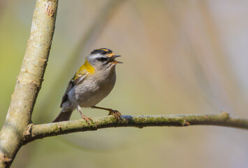 Common Firecrest - male bird at a wet  forest in spring