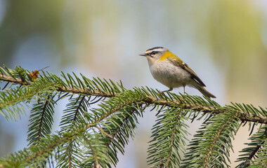 Common Firecrest - male bird at a wet  forest in spring