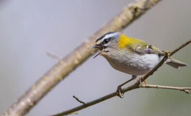 Common Firecrest - male bird at a wet  forest in spring