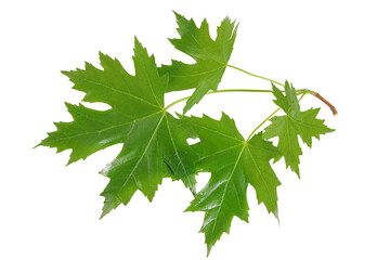 branch of silver maple leaf isolated on a white background. Top view. Flat lay