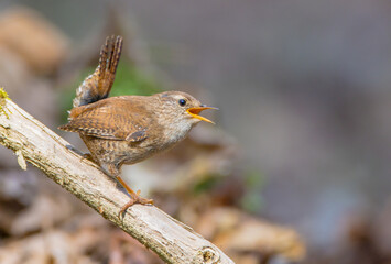 Eurasian Wren - in spring at a wet forest