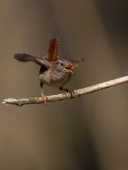 Eurasian Wren - in spring at a wet forest