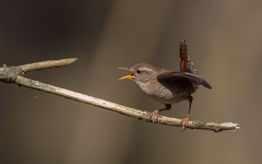 Eurasian Wren - in spring at a wet forest