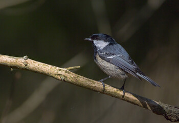 Coal tit in summer at a wet forest