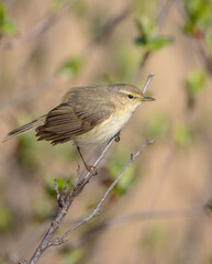 Fototapeta premium Common chiffchaff - in early spring at a wetland 