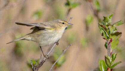 Common chiffchaff -  in early spring at a wetland 