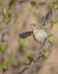Common chiffchaff -  in early spring at a wetland 