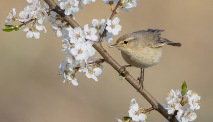 Common chiffchaff -  in early spring at a wetland 