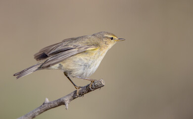 Obraz premium Common chiffchaff - in early spring at a wetland 