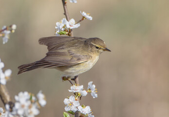Common chiffchaff -  in early spring at a wetland 
