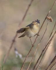 Common chiffchaff -  in early spring at a wetland 